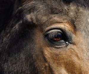 Concours poney : tout savoir sur la licence FFE et la plateforme Compet
