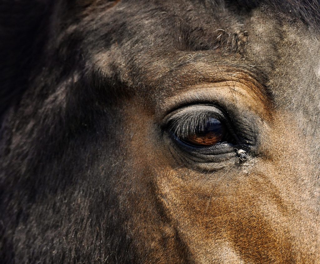 Concours Poney Elite Excellence : l’âge limite pour participer et toutes les informations essentielles