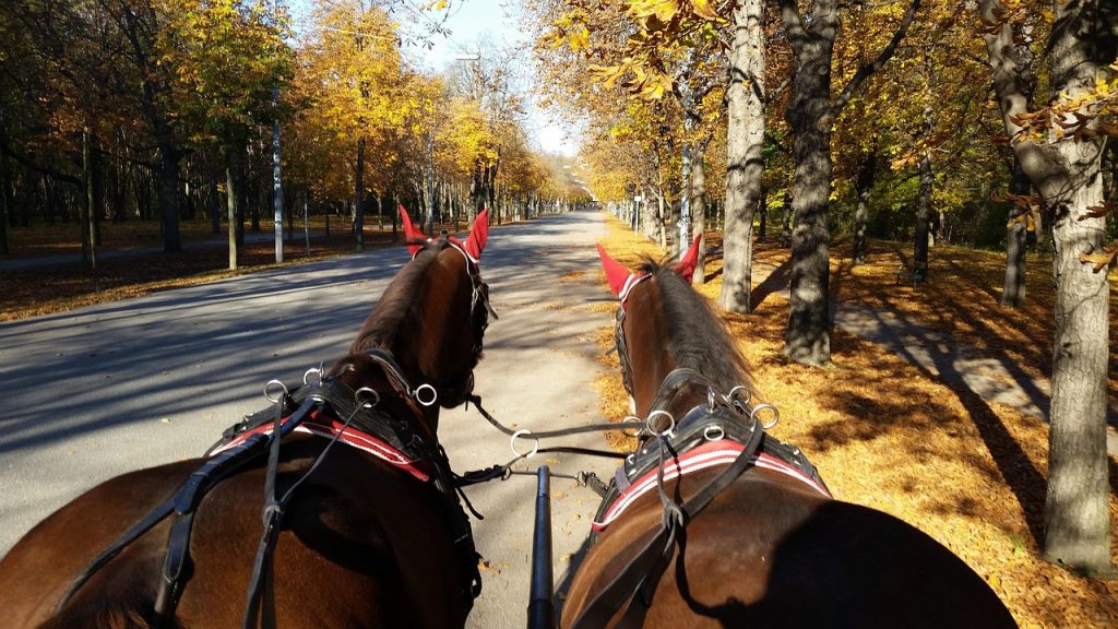 Le Trotteur Étalon : Maîtrise de l'Élevage et Quête d'Excellence sur les Hippodromes