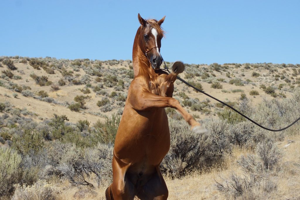 Le Poney Étalon : Maîtrise de l'Allure, Traits Distinctifs et Charme Élégant