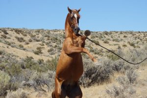 Le Poney Étalon : Maîtrise de l'Allure, Traits Distinctifs et Charme Élégant