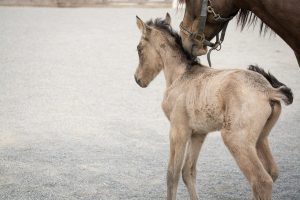 S'occuper d'un cheval senior : astuces indispensables pour un bien-être durable
