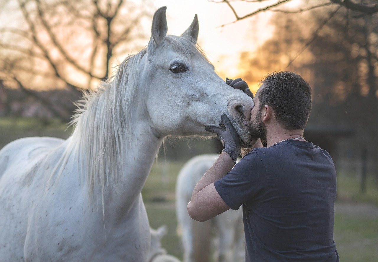 Quelle est la durée de vie moyenne d'un cheval ?